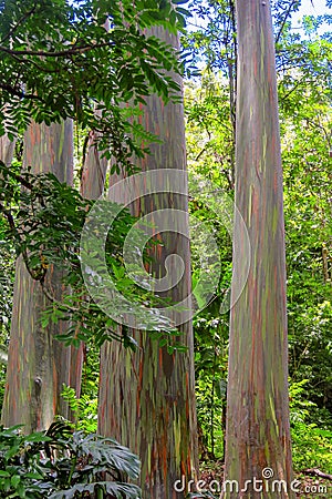 Rainbow eucalyptus Eucalyptus deglupta with colorful bark, Maui, Hawaii Stock Photo